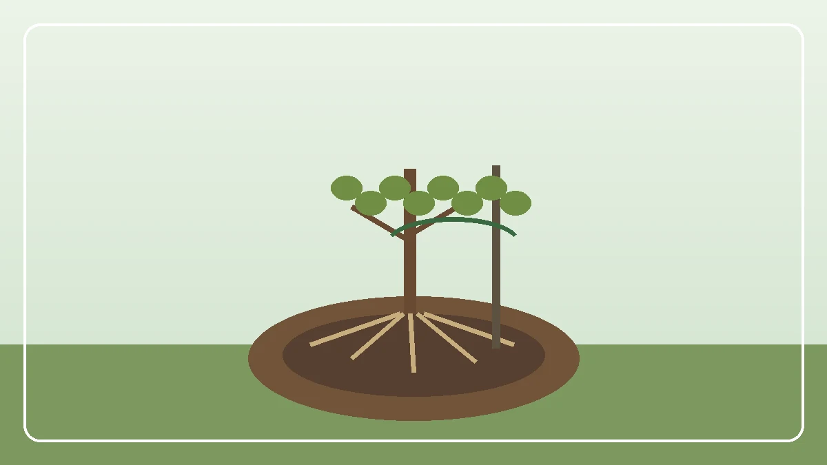 Pæretre plantet med gule pærer i en lun hage